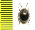 Tenebrionidae sp.  Vietnam - INSECTS-STORE.RU
