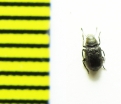 Rhaphitropis marchicus  Belorussia - INSECTS-STORE.RU