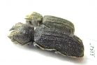 Bostrichidae sp.  Namibia - INSECTS-STORE.RU
