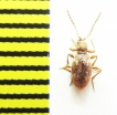 Ptinidae, Ptinus bicinctus  Belorussia - INSECTS-STORE.RU