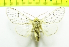 Erebidae sp.  Bolivia - INSECTS-STORE.RU