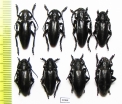 Dorcadion carinatum, pair  Russia, Volgograd reg. - INSECTS-STORE.RU