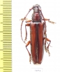 Cerambycidae sp.  Ecuador - INSECTS-STORE.RU