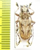 Cerambycidae sp.  Peru - INSECTS-STORE.RU