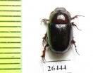 Orphninae sp.  Angola - INSECTS-STORE.RU