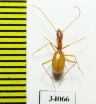 Aphaenops leschenaulti  France - INSECTS-STORE.RU