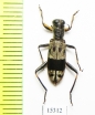 Cleridae sp. Laos - INSECTS-STORE.RU