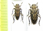 Aderpas pauper, pair  Namibia - INSECTS-STORE.RU