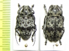 Frea maculicornis, pair  Congo - INSECTS-STORE.RU