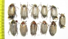 Melolontha hippocastani  Russia, Tver reg. - INSECTS-STORE.RU