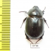 Pentodon sp.  Morocco - INSECTS-STORE.RU