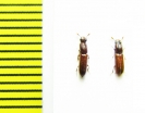 Aulonium sp.  Peru - INSECTS-STORE.RU