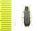Ischnomera abdominalis  Russia, Far East - INSECTS-STORE.RU