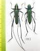Chloridolum cinnyris, pair  Indonesia, Sumatra - INSECTS-STORE.RU