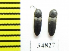 Eucnemidae sp.  Poland - INSECTS-STORE.RU