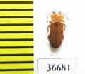 Doliema sp.  Vietnam - INSECTS-STORE.RU
