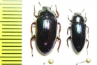 Tenebrionidae sp.  Indonesia, Papua - INSECTS-STORE.RU