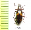 Tenebrionidae sp.  Malaysia, Borneo - INSECTS-STORE.RU