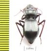 Cyphogenia gibba  Tajikistan - INSECTS-STORE.RU