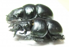 Lethrus elephas, pair  Greece - INSECTS-STORE.RU