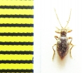 Ptinidae, Ptinus bicinctus  Belorussia - INSECTS-STORE.RU