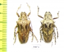 Cerambycidae sp.  Argentina - INSECTS-STORE.RU