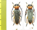 Phytoecia affinis  Russia, Volgograd reg. - INSECTS-STORE.RU