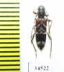 Anaglyptus persicus, female  Russia, Krasnodar reg. - INSECTS-STORE.RU