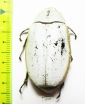 Melolonthinae sp.  Malaysia, Borneo - INSECTS-STORE.RU