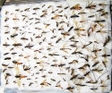 Ichneumonoidea sp.  Russia, Tver reg. - INSECTS-STORE.RU