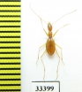 Aphaenops jeanneli  France - INSECTS-STORE.RU