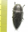 Lampetis persica  Iran, Sistan prov. - INSECTS-STORE.RU