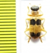 Cleridae sp. Laos - INSECTS-STORE.RU
