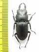 Macrodorcas recta  Russia, Far East - INSECTS-STORE.RU