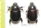 Temnorhynchus sp.  South Africa Rep. - INSECTS-STORE.RU