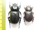 Phileurini sp.  Ecuador/Bolivia - INSECTS-STORE.RU
