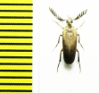 Ripiphoridae sp.  Peru - INSECTS-STORE.RU