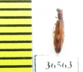 Mycteridae sp.  Peru - INSECTS-STORE.RU