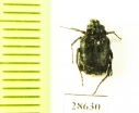 Valginae sp.  Laos - INSECTS-STORE.RU