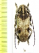 Blepephaeus succinctor  Malaysia - INSECTS-STORE.RU