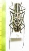 Macrochenus guerini  Thailand - INSECTS-STORE.RU