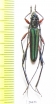 Chloridolum praetorium  Indonesia, Sulawesi - INSECTS-STORE.RU