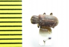 Gonocnemis hispidus  Vietnam - INSECTS-STORE.RU