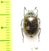 Tenebrionidae sp.  Malaysia - INSECTS-STORE.RU