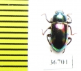 Tenebrionidae sp.  Malaysia, Borneo - INSECTS-STORE.RU