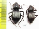 Cyphogenia gibba  Tajikistan - INSECTS-STORE.RU