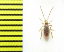 Ptinidae, Ptinus pusillus  Belorussia - INSECTS-STORE.RU