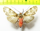 Erebidae sp.  Bolivia - INSECTS-STORE.RU