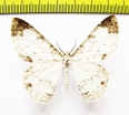 Geometridae sp.  Nepal - INSECTS-STORE.RU