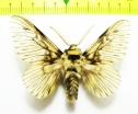 Lasiocampidae sp.  Bolivia - INSECTS-STORE.RU